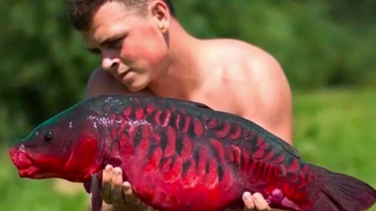 Карп (Cyprinus Carpio)