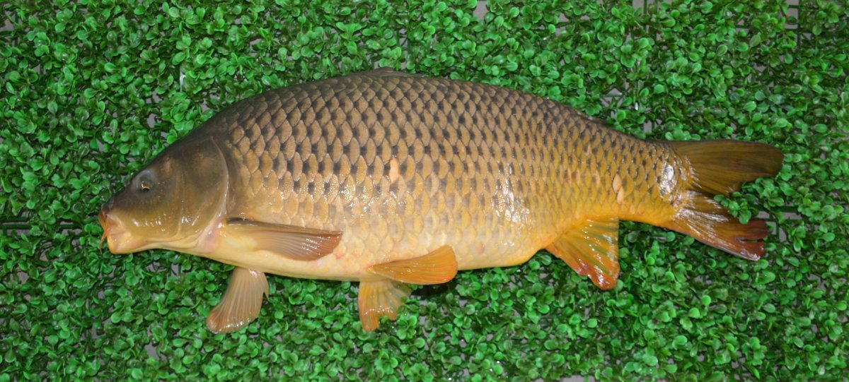 Карп (Cyprinus Carpio)