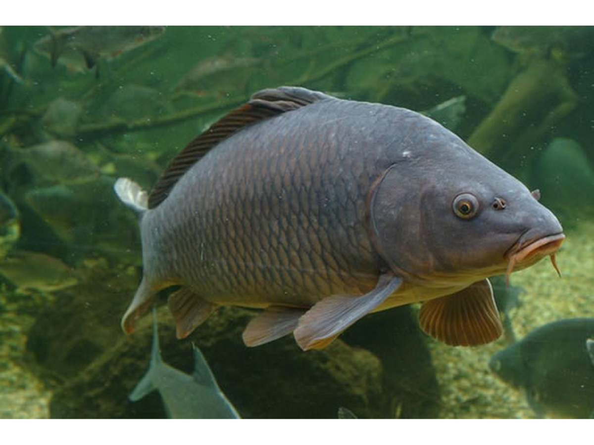 ПОНАДУСЁРОВЫЙ швайнокарась