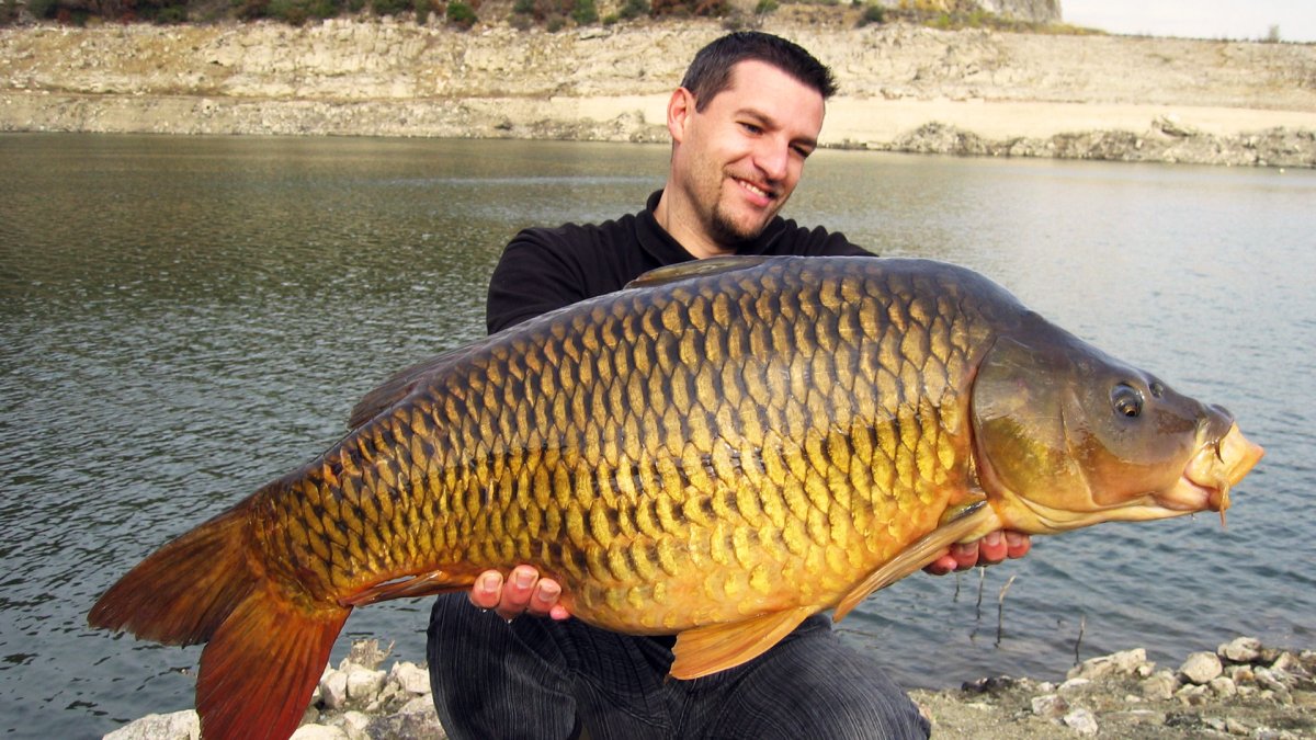 Сиамский гигантский Карп