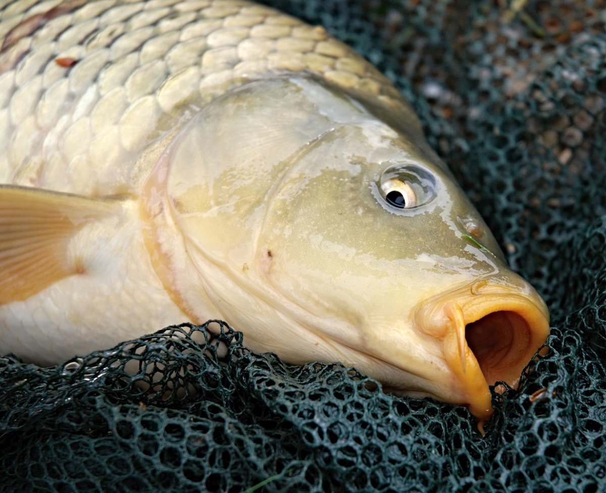 Карпы в пруду