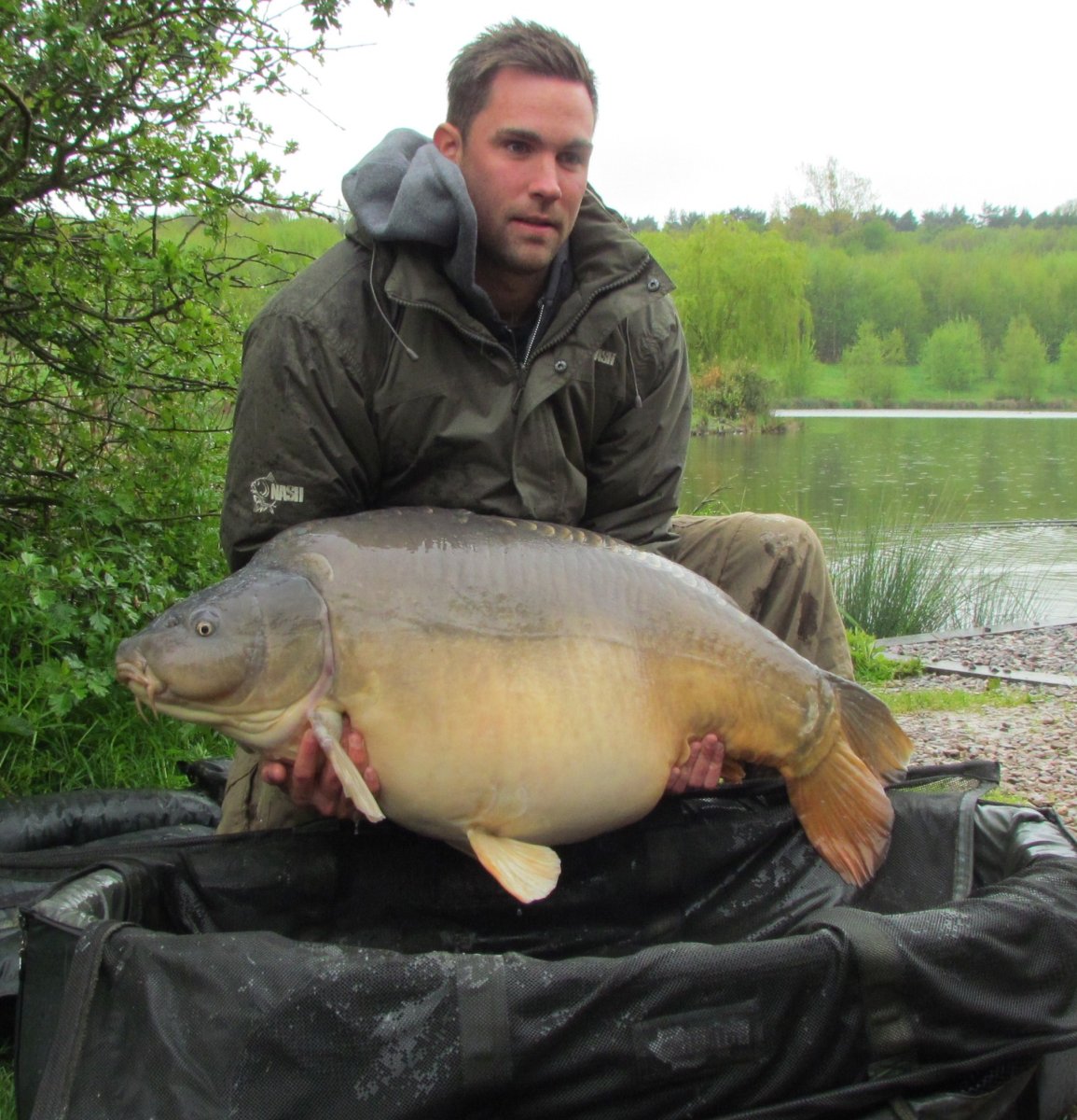 Зеркальный Карп рисунок