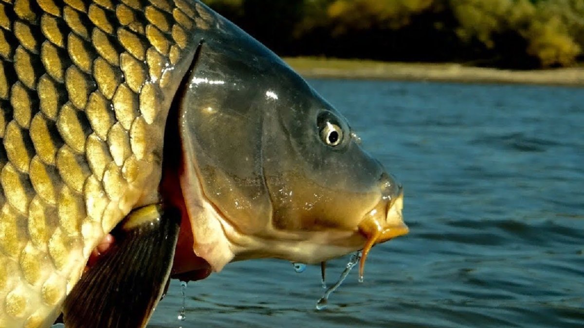 Сиамский зеркальный Карп