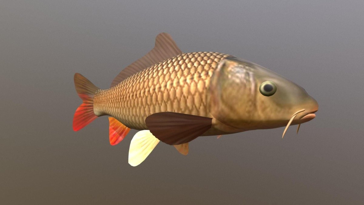 Карп венгерский лысый