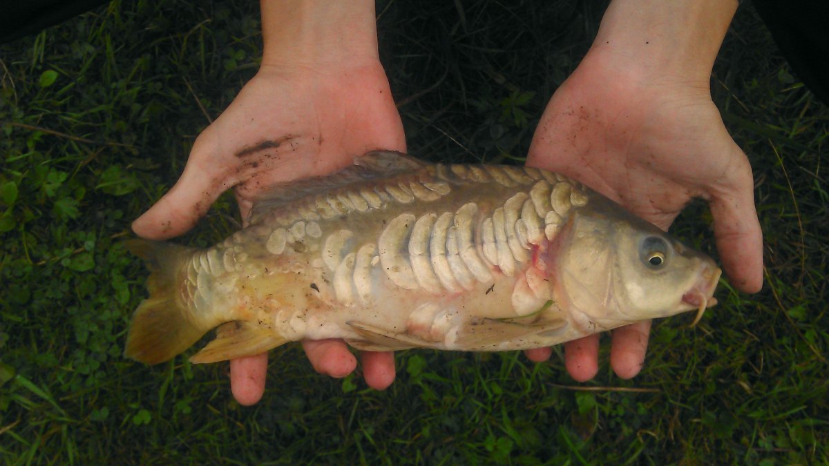 Тату жаба в японском стиле