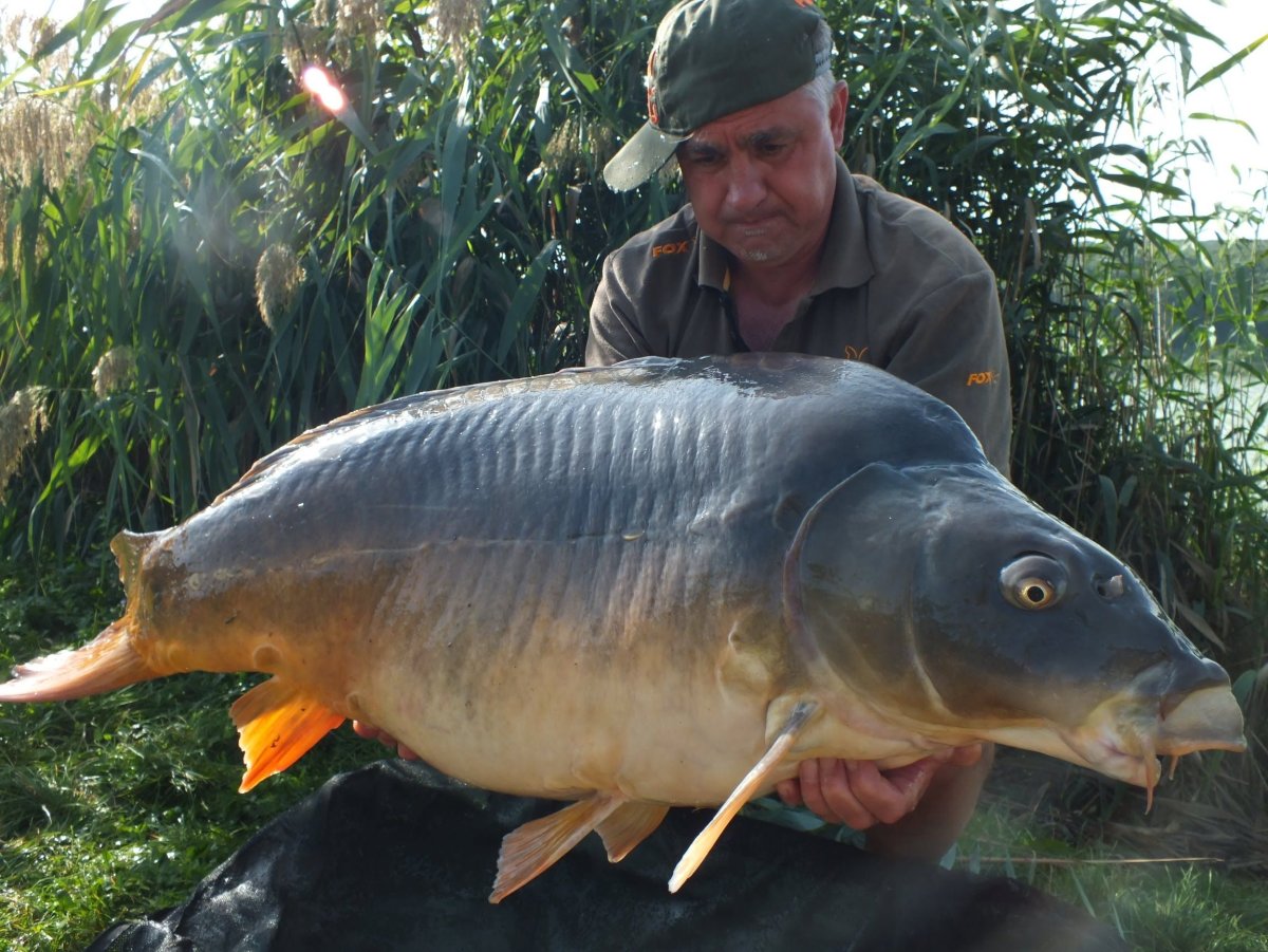 Венгерский чешуйчатый Карп