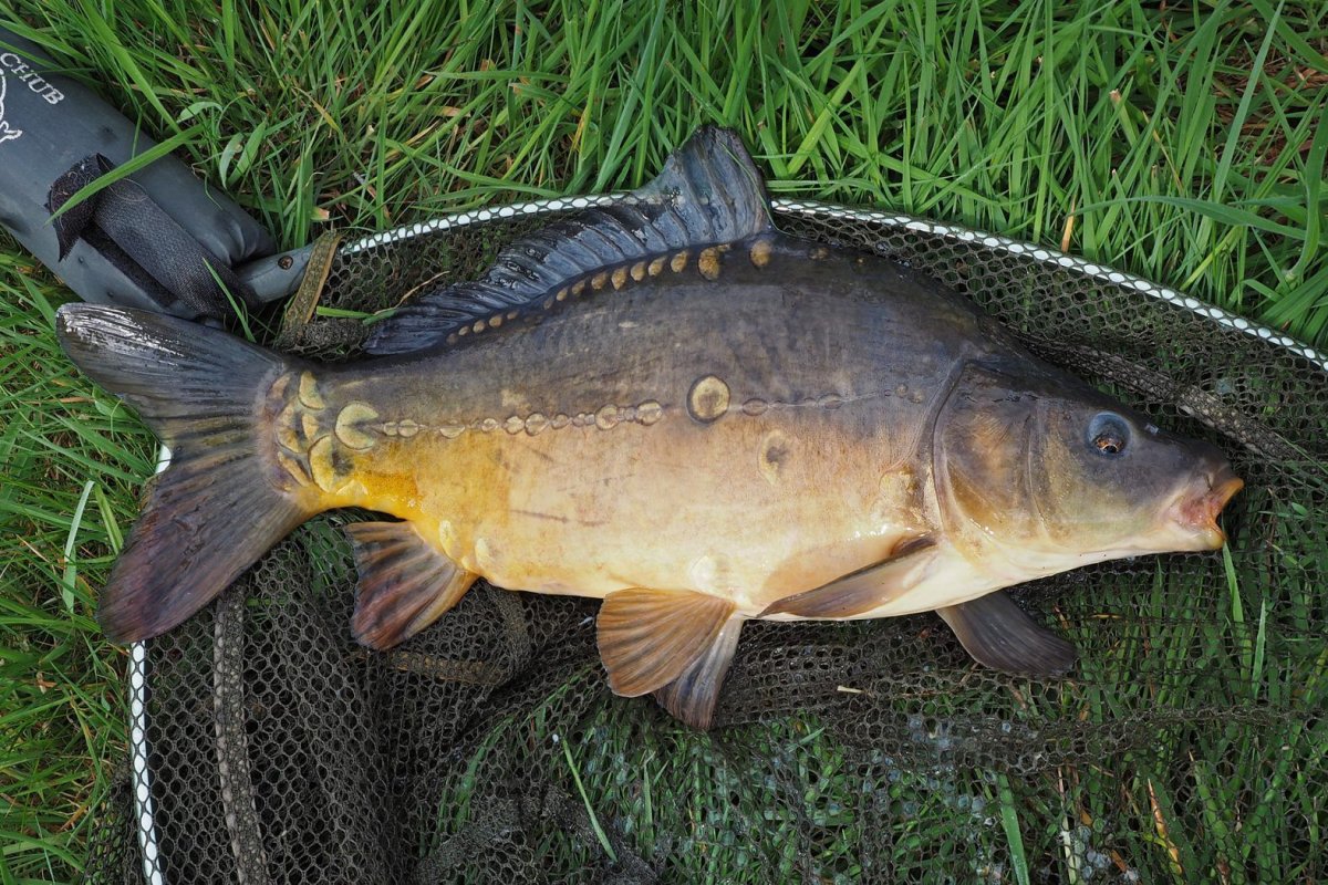 Венгерский Карп