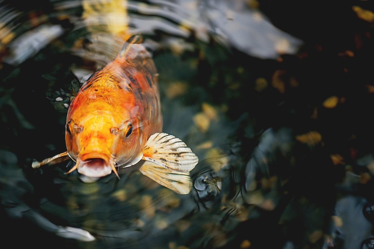 Карп Фресинет