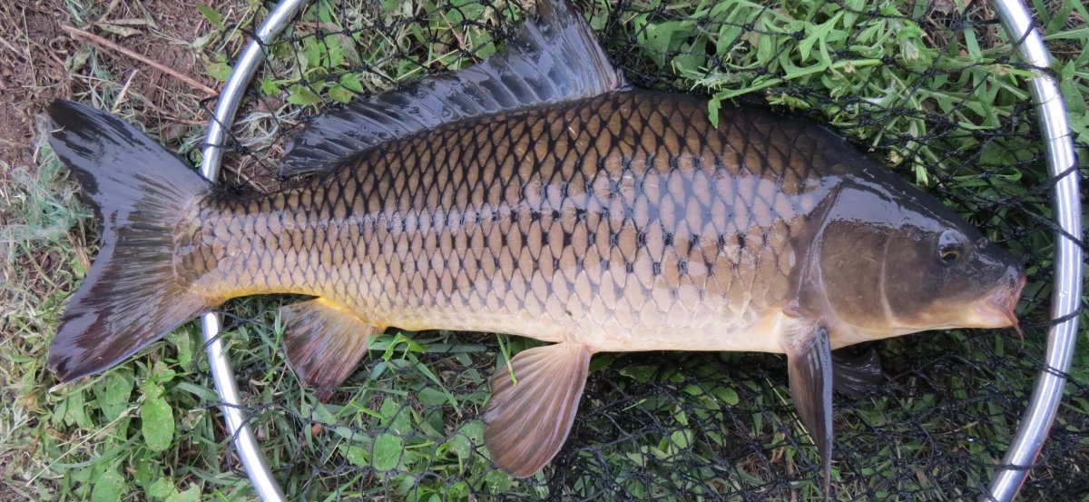 Рыбы выклядывает изводы