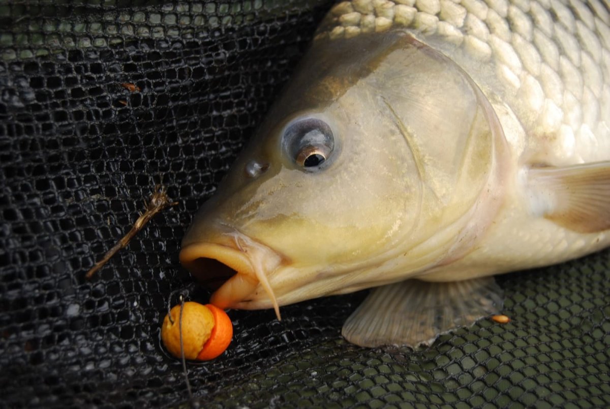 Рекордный Карп 120 кг