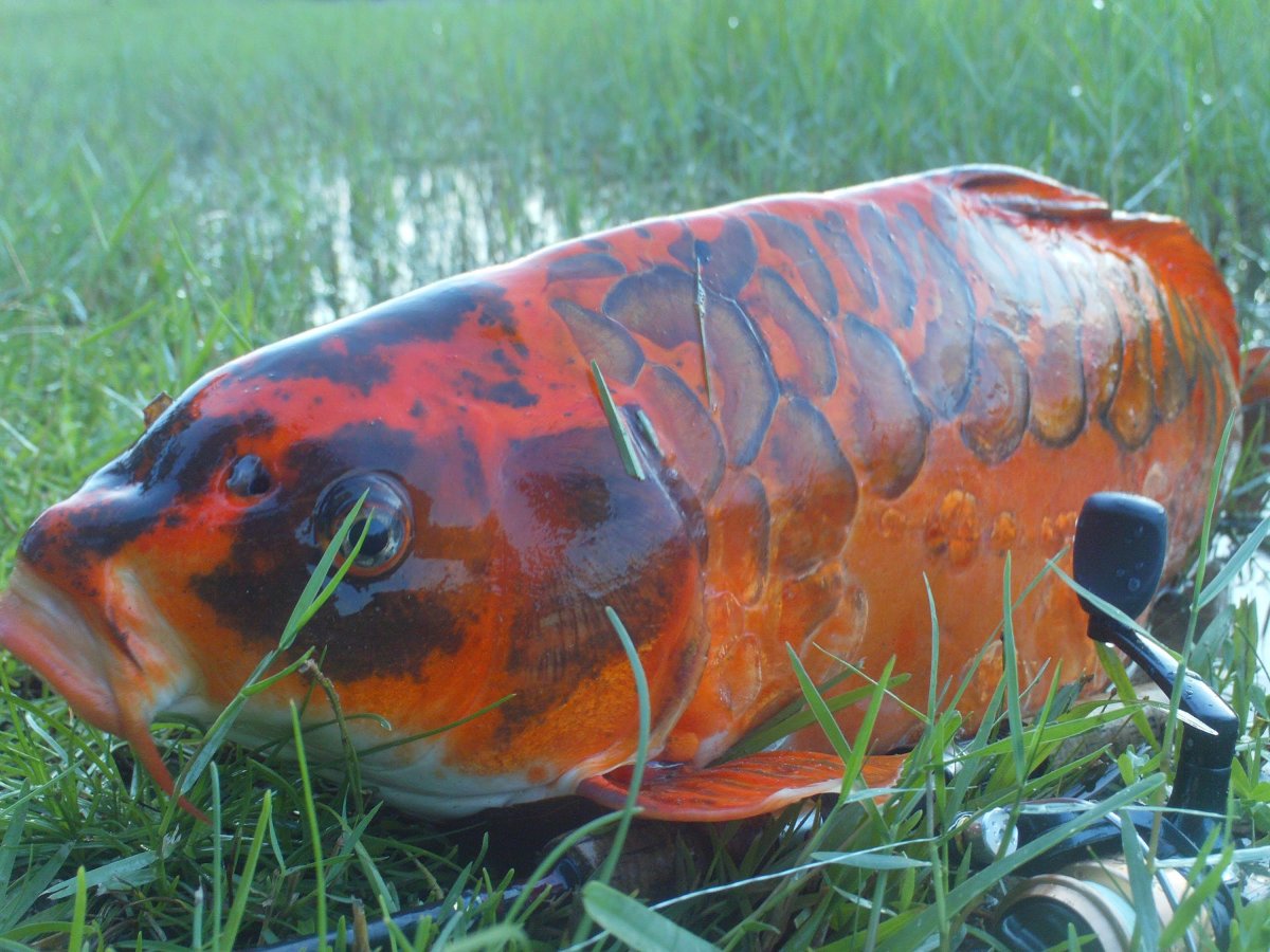 Аквариумные рыбки золотистый Карп