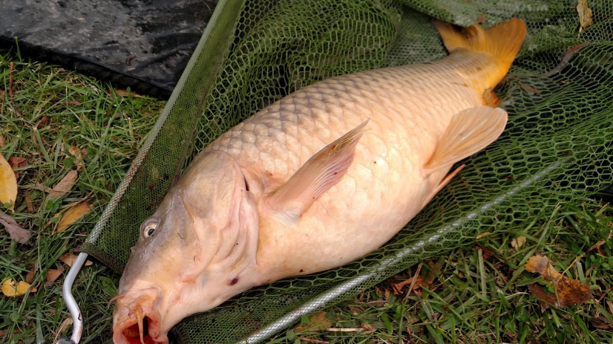 Кожистый Карп