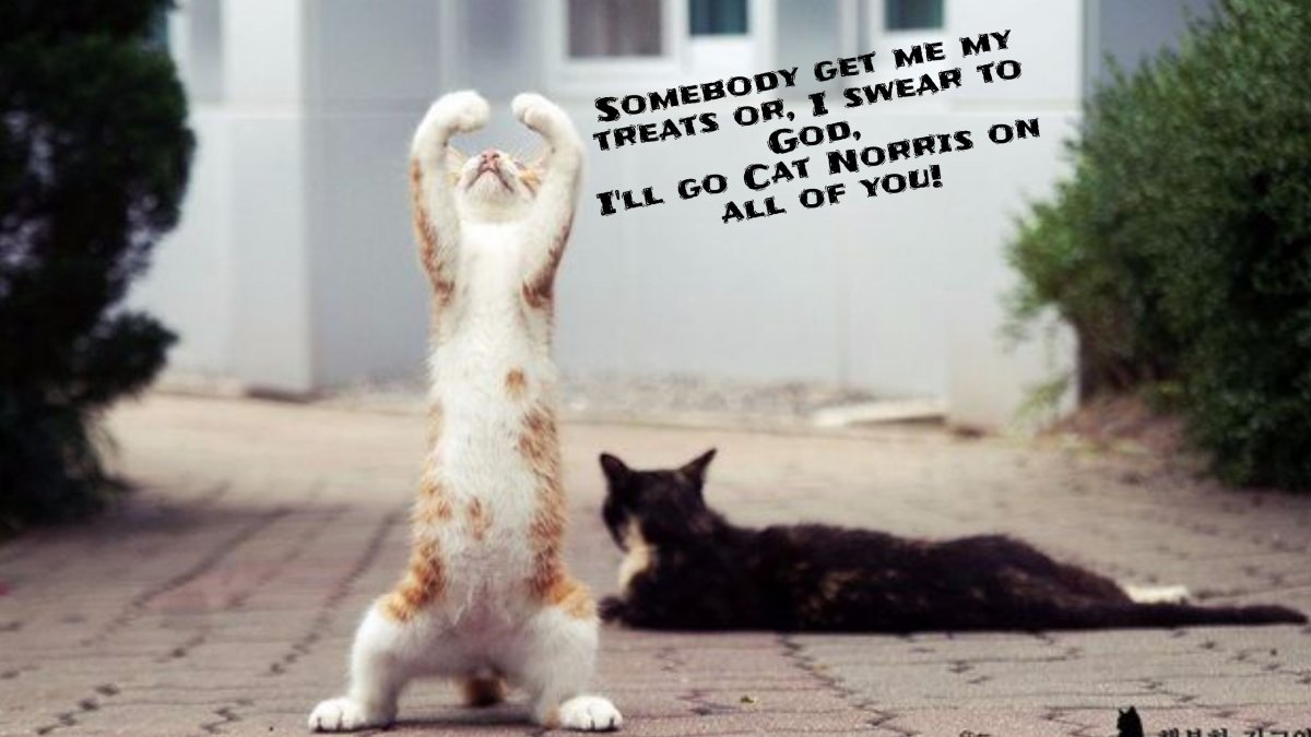 Кот радуется Мем