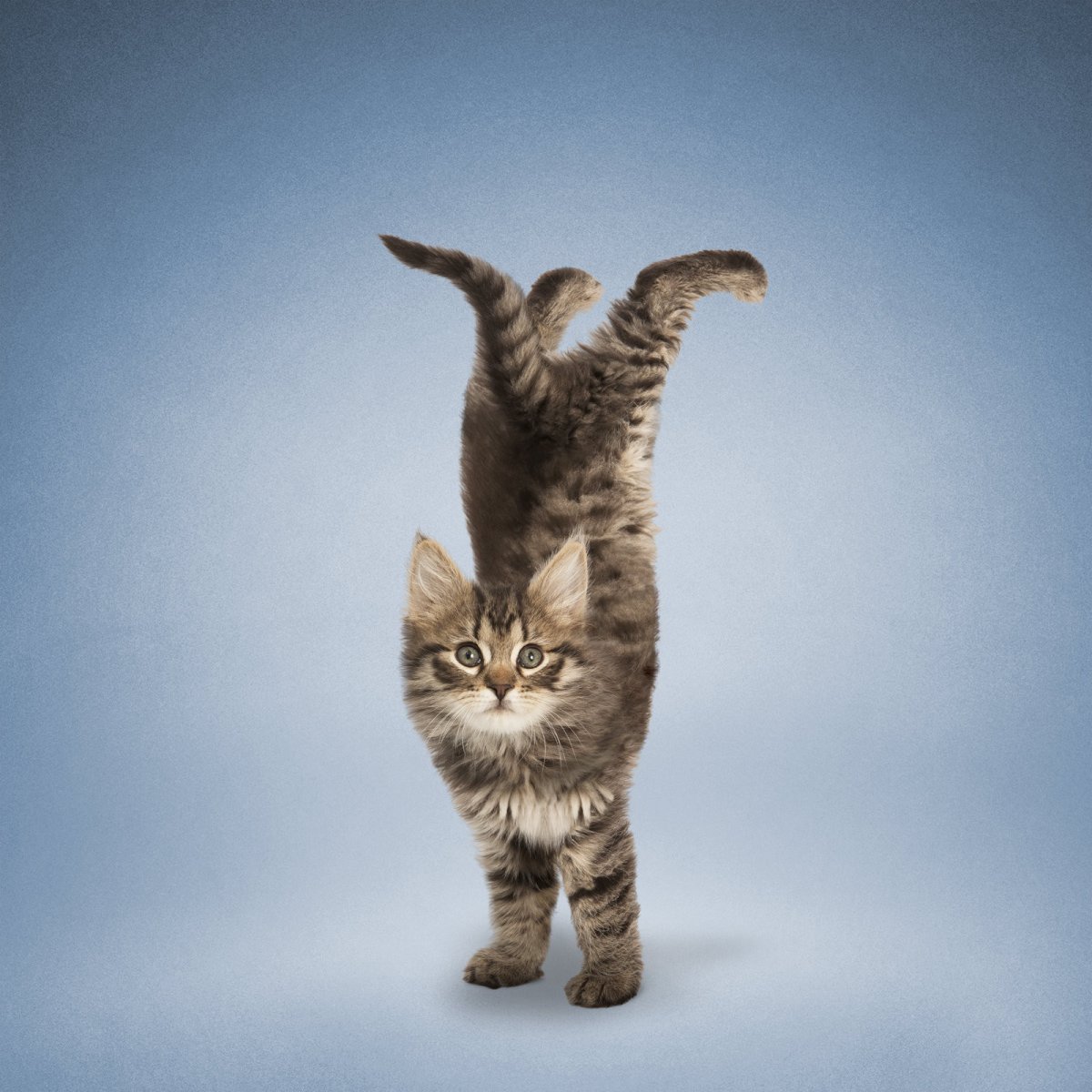 Йога котики