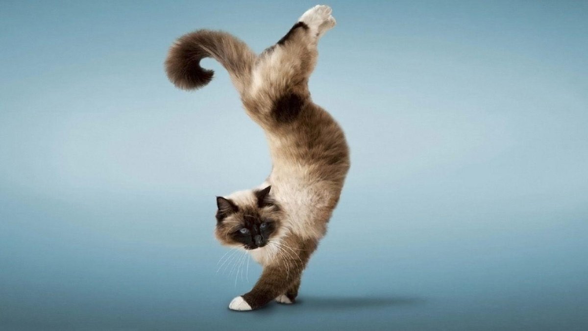 Пушистый кот в прыжке