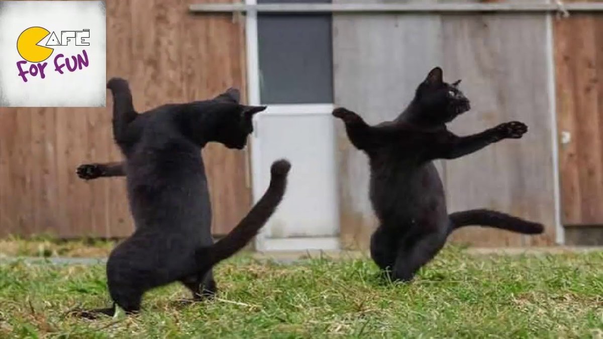 Танцующий кот