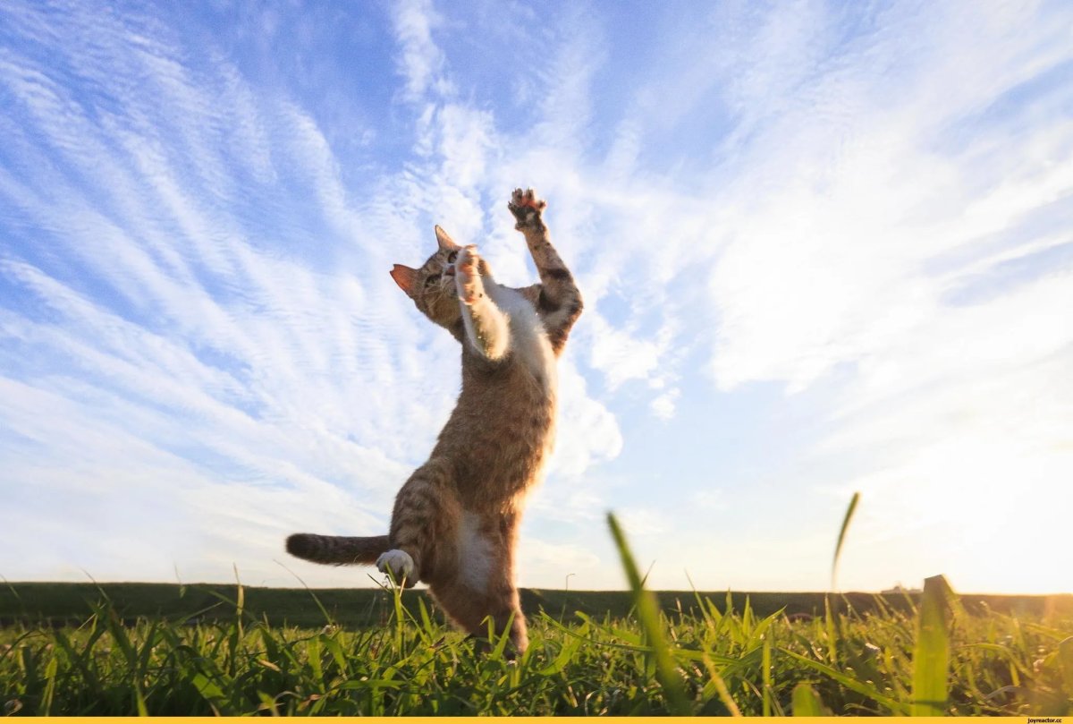 Кошка в прыжке