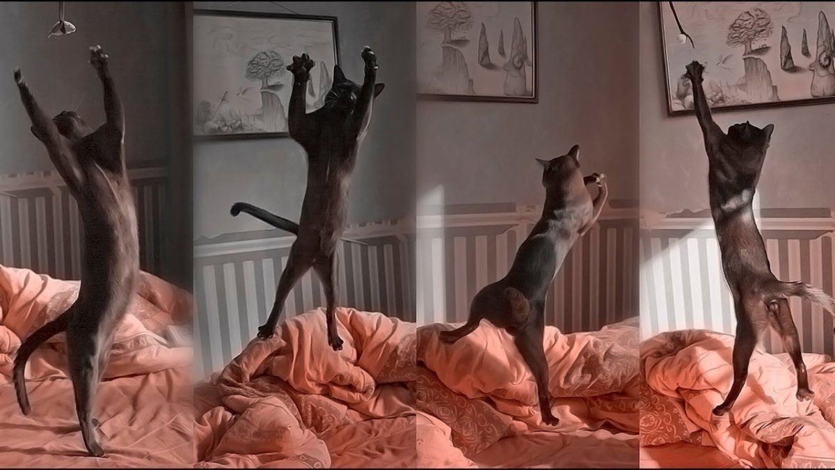 Грациозность кошки