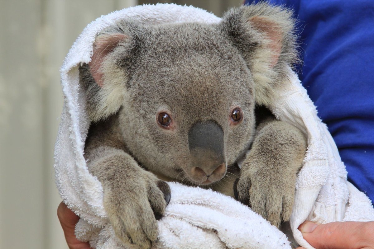 Коала с короной