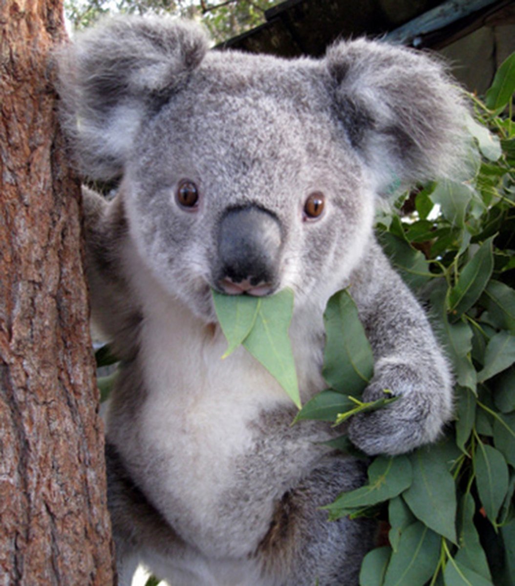 Коала аватар