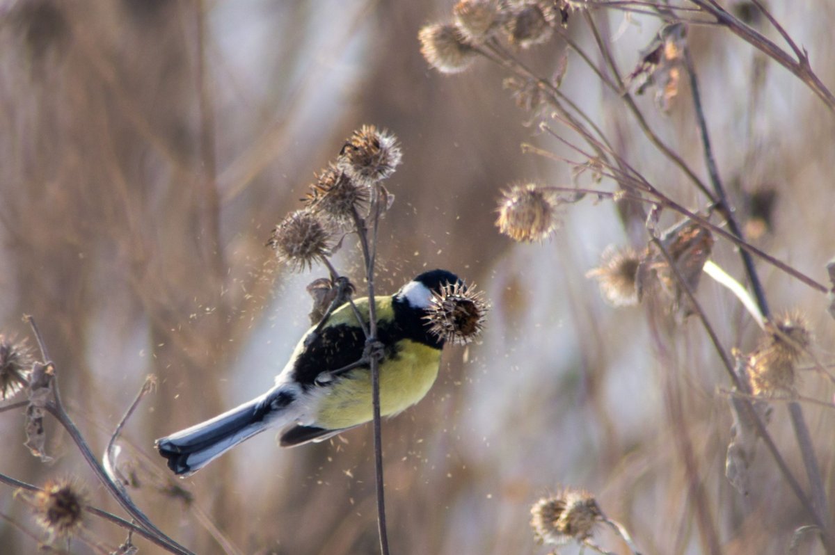 Птичий мир Южного Урала