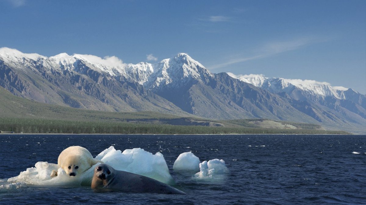 Тюлень Нерпа Байкал