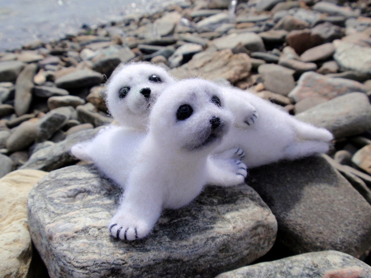 Байкальская Нерпа Белек