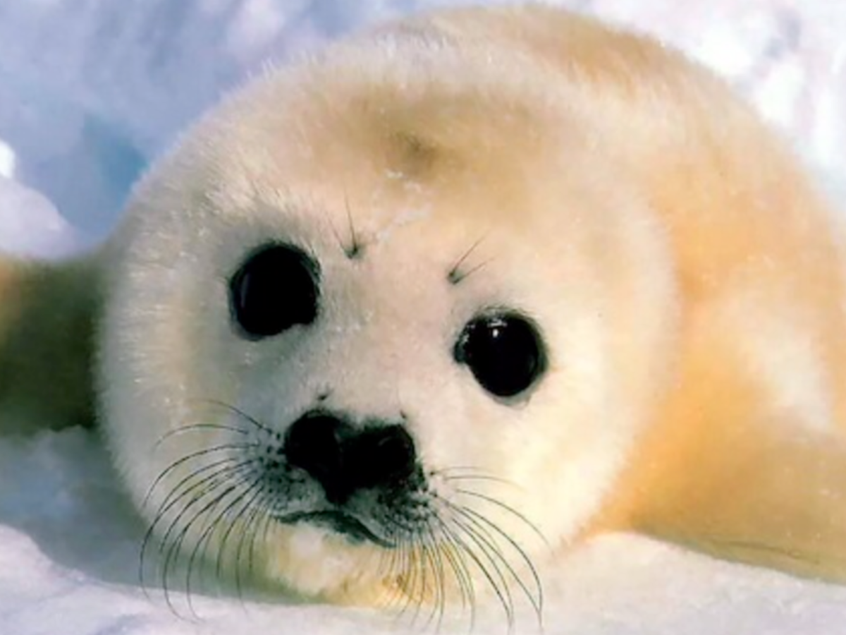 Кольчатая Нерпа детеныш