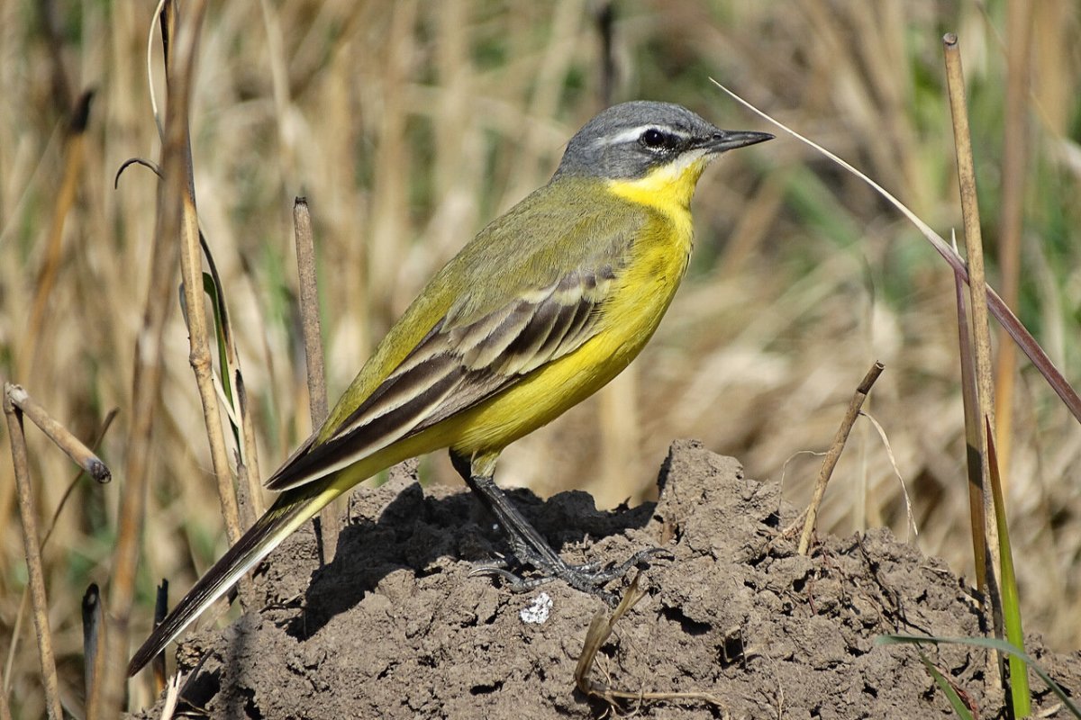 Трясогузка Южный Урал