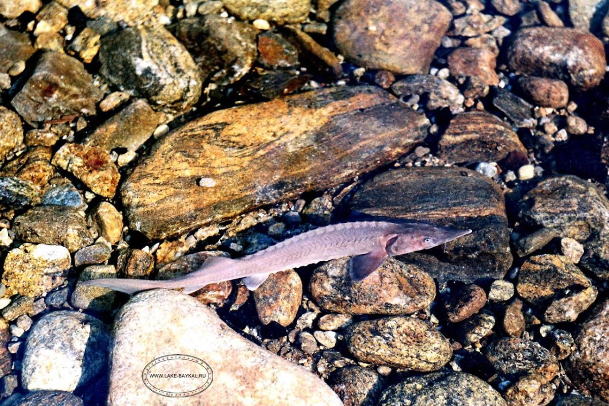 Озеро Байкал и его обитатели