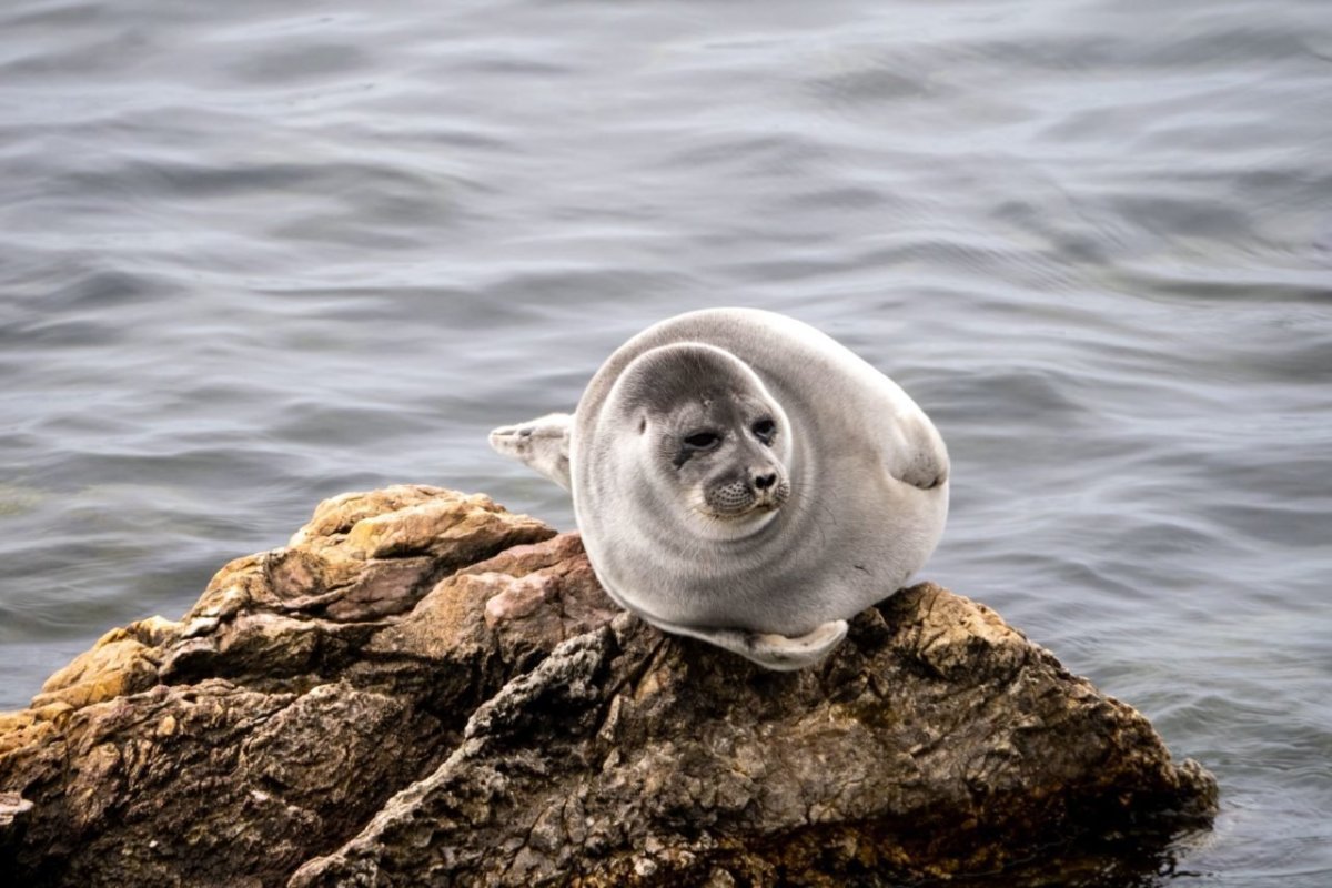 Байкало-Ленский заповедник бурый медведь