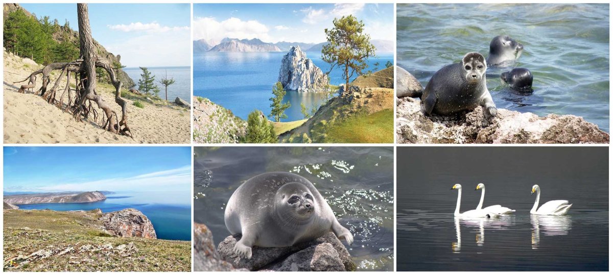 Бурый медведь в Баргузинском заповеднике