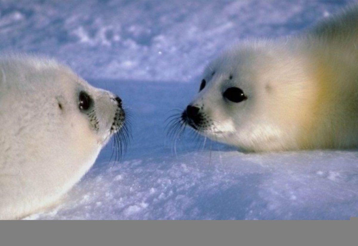 Байкальская Нерпа