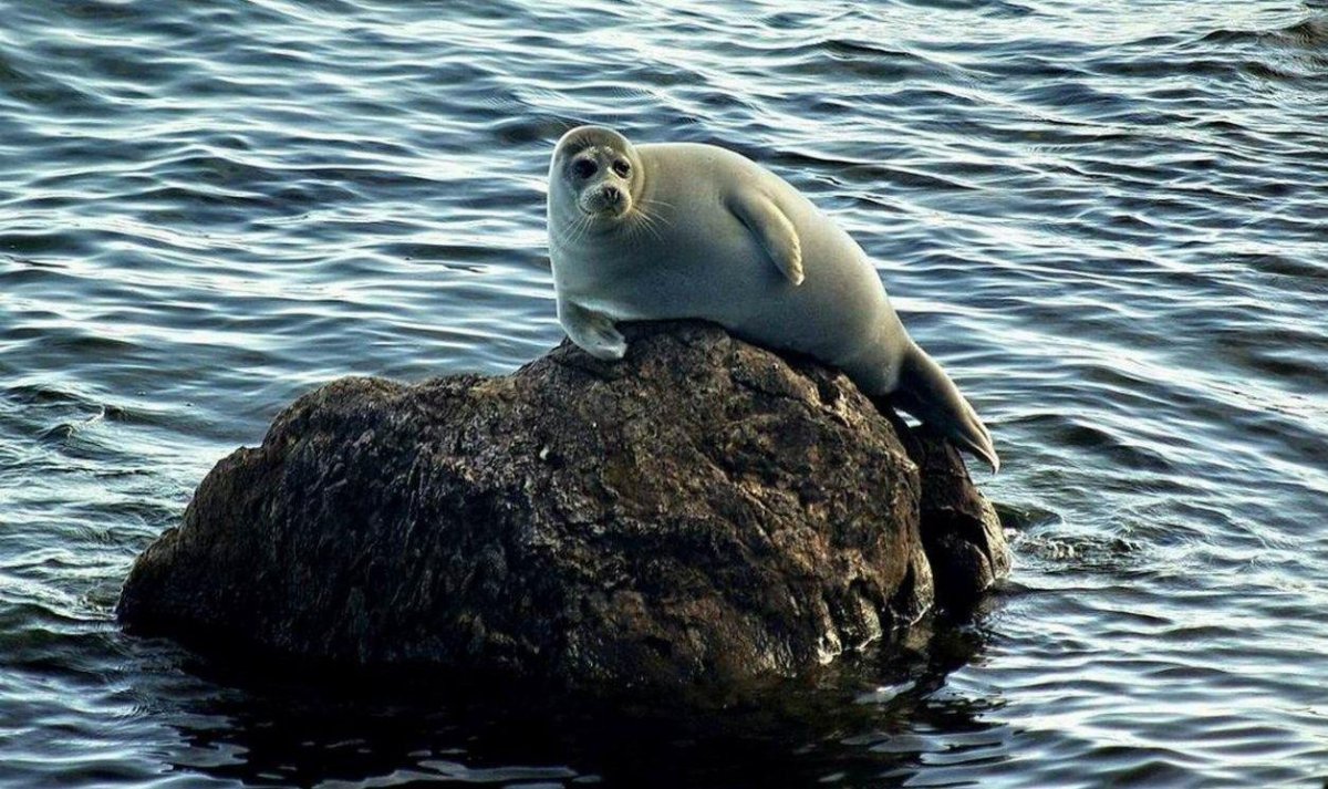 Озеро Байкал фауна