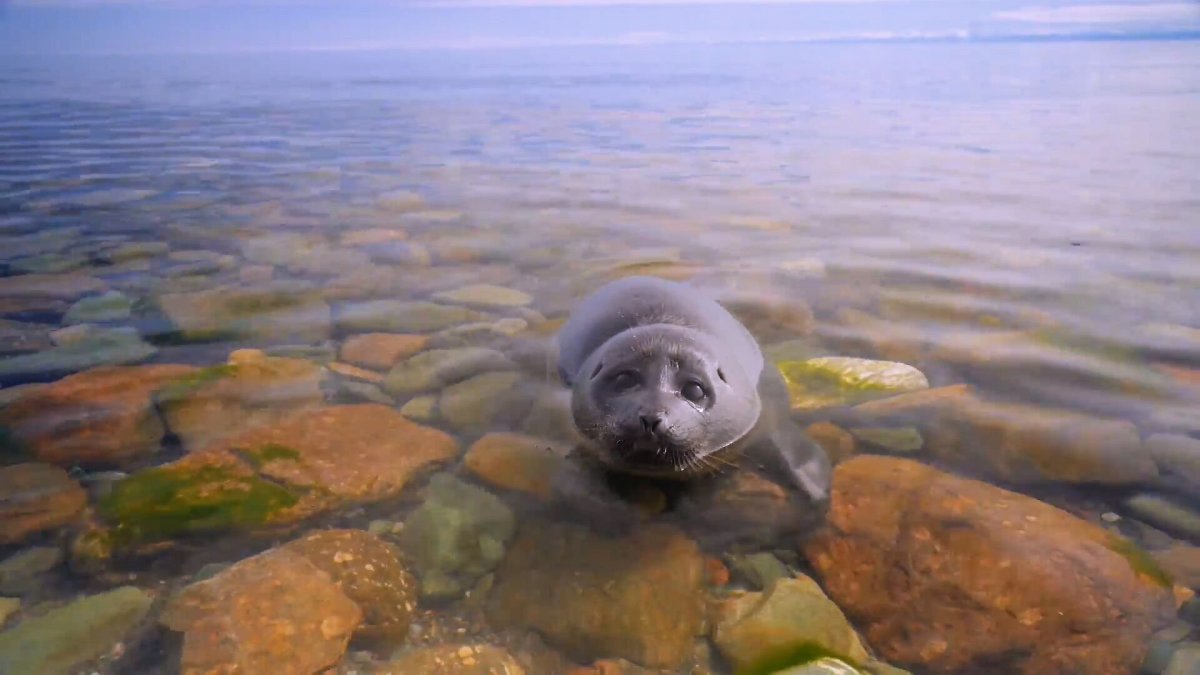 Байкальская Нерпа Ушканьи острова
