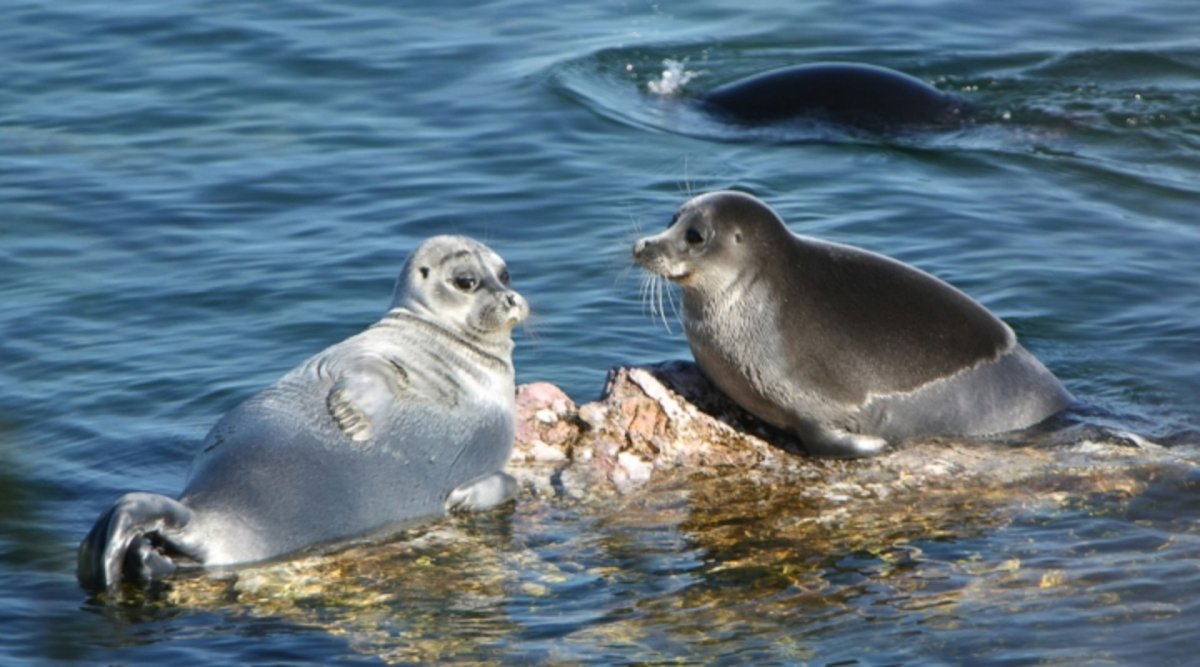 Озеро Байкал Нерпа Байкальская
