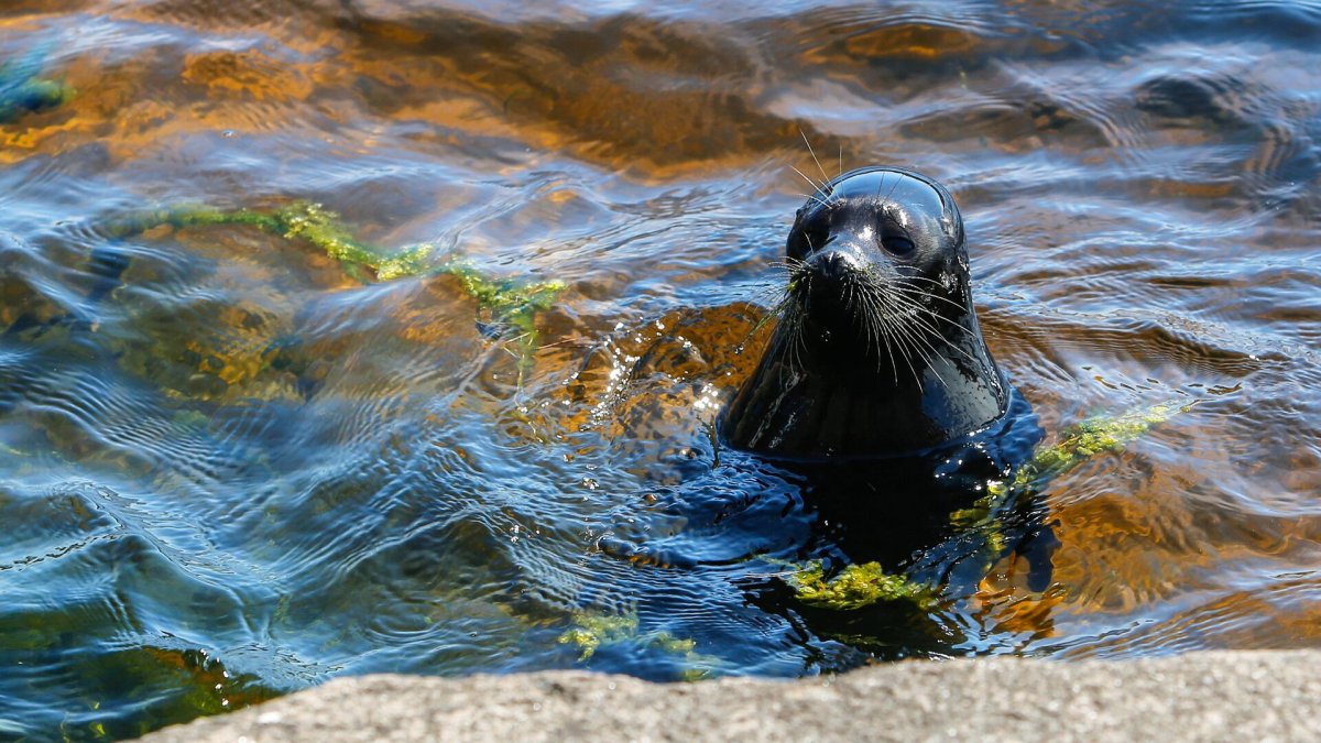 Кольчатая Нерпа Белек