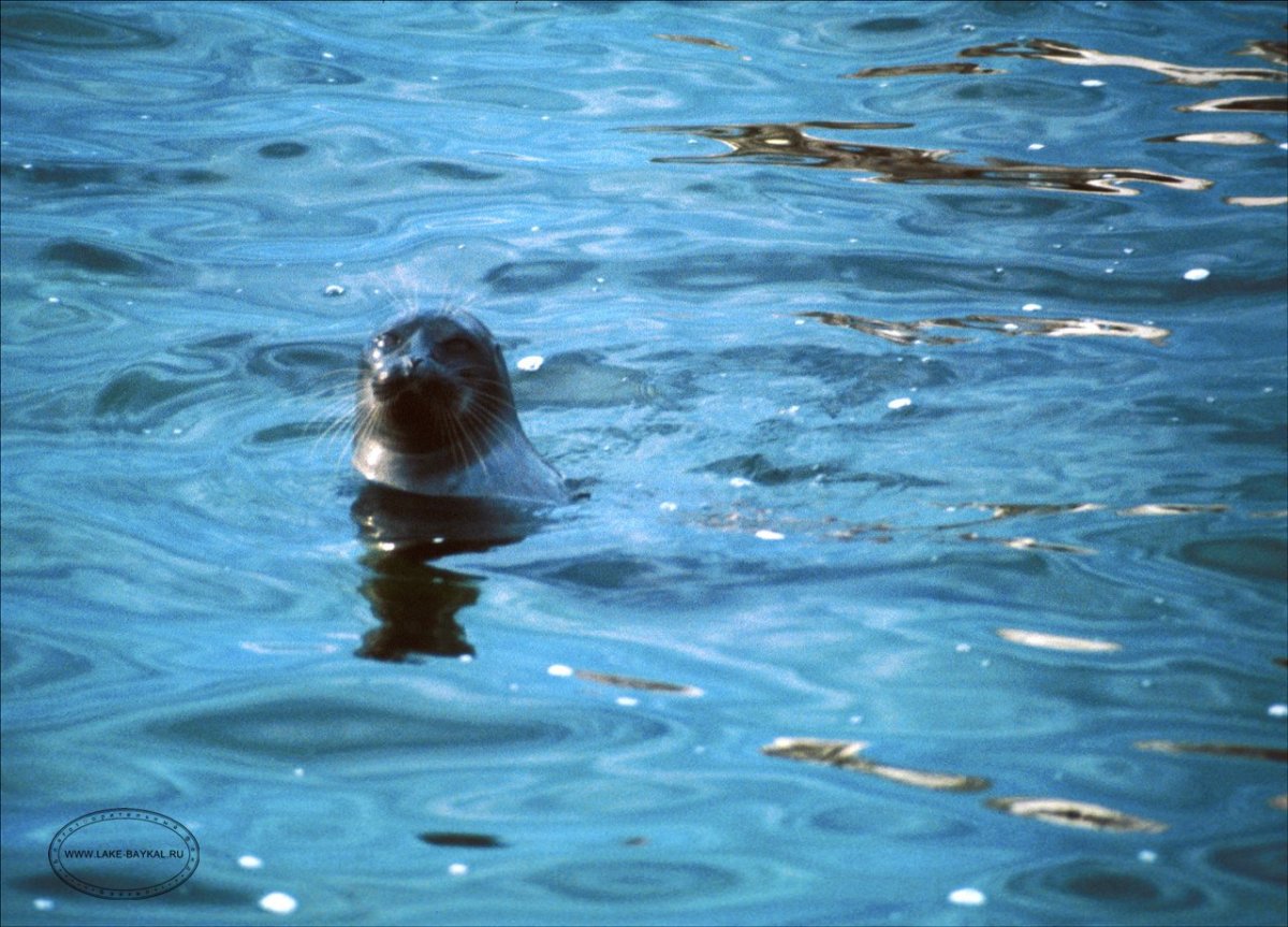 Бурый медведь Байкал