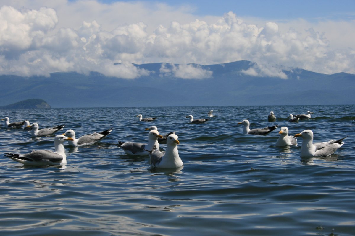 Эндемик Байкальская Нерпа