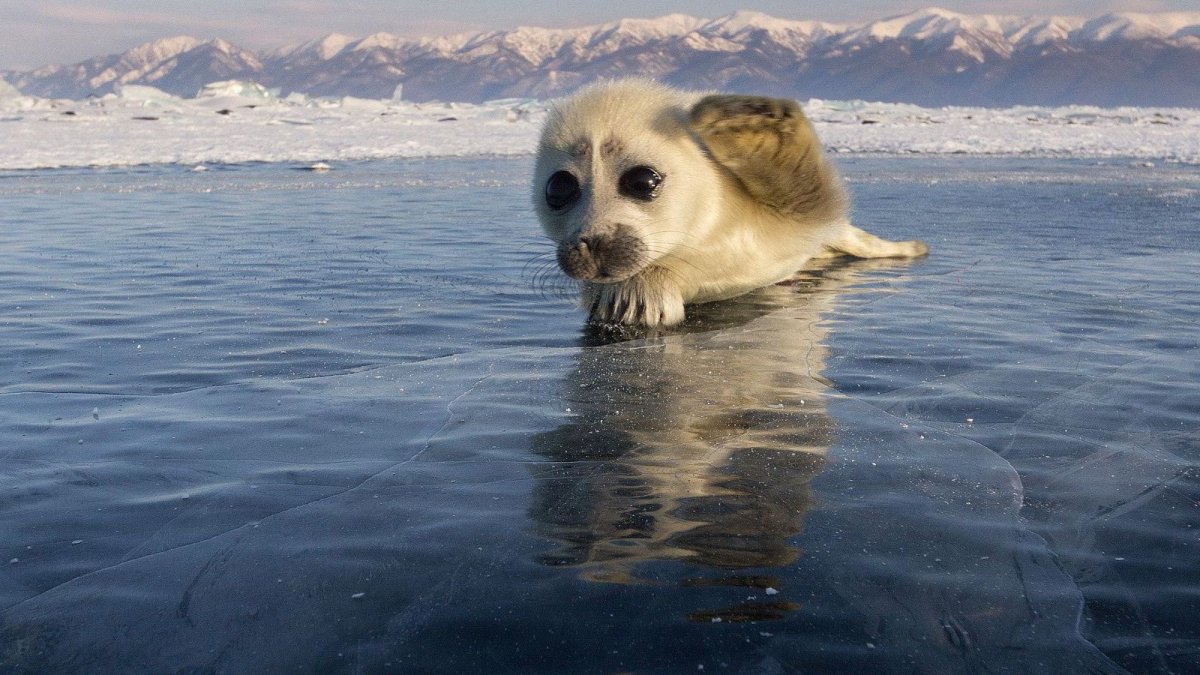 Обитатели озера Байкал