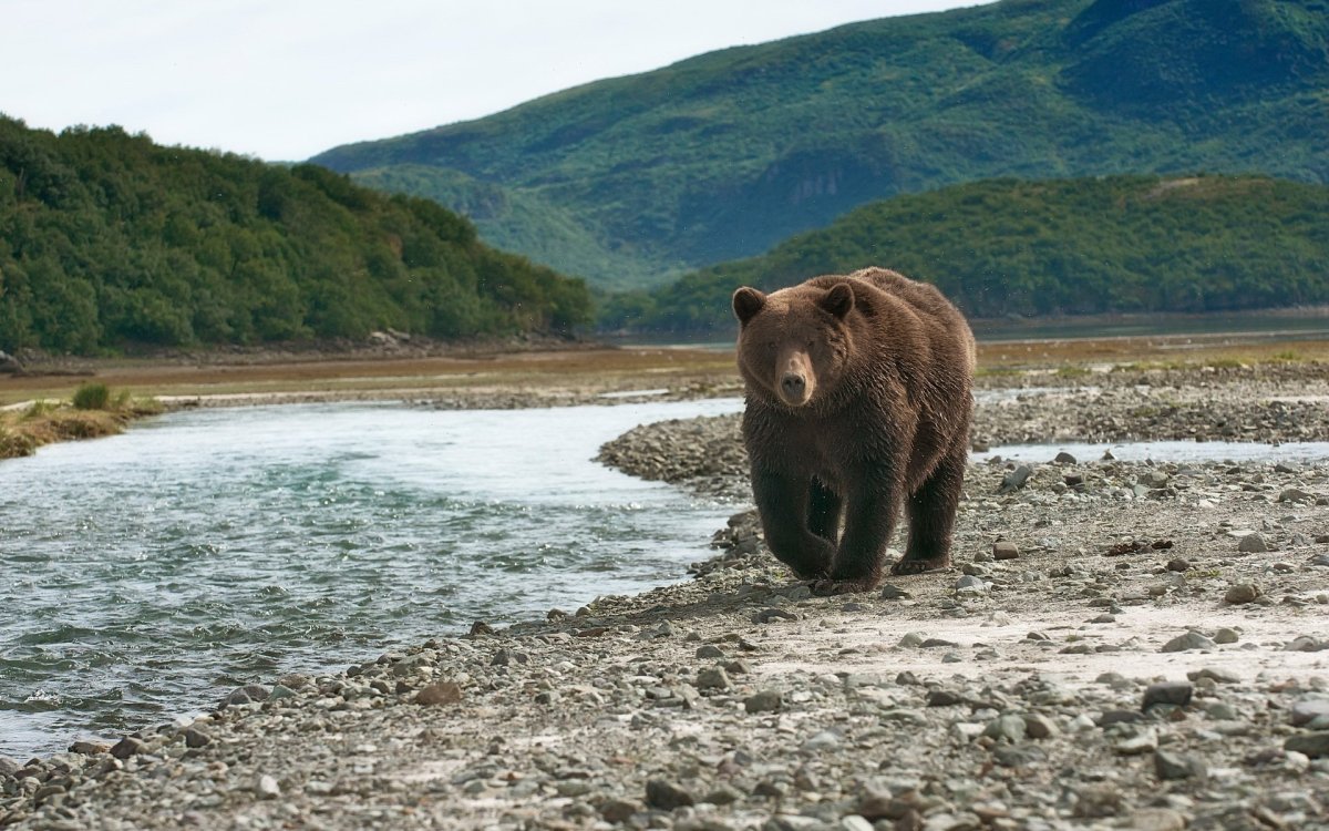 Арктические пустыни кольчатая Нерпа