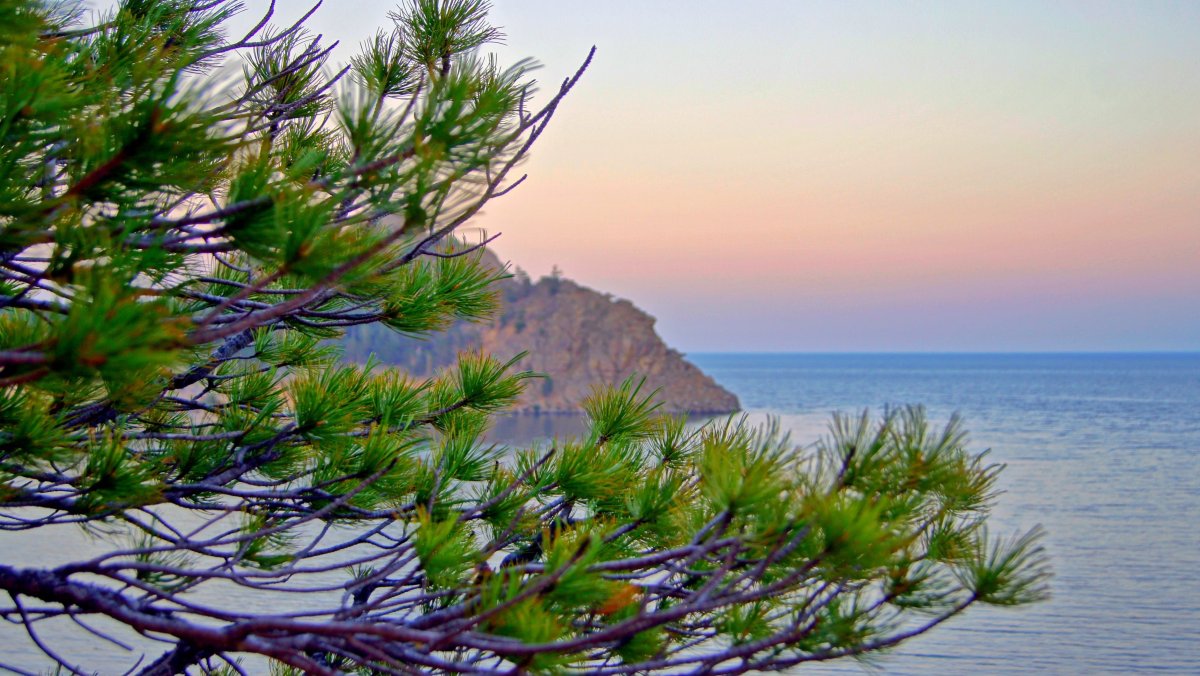 Бурый медведь Байкал