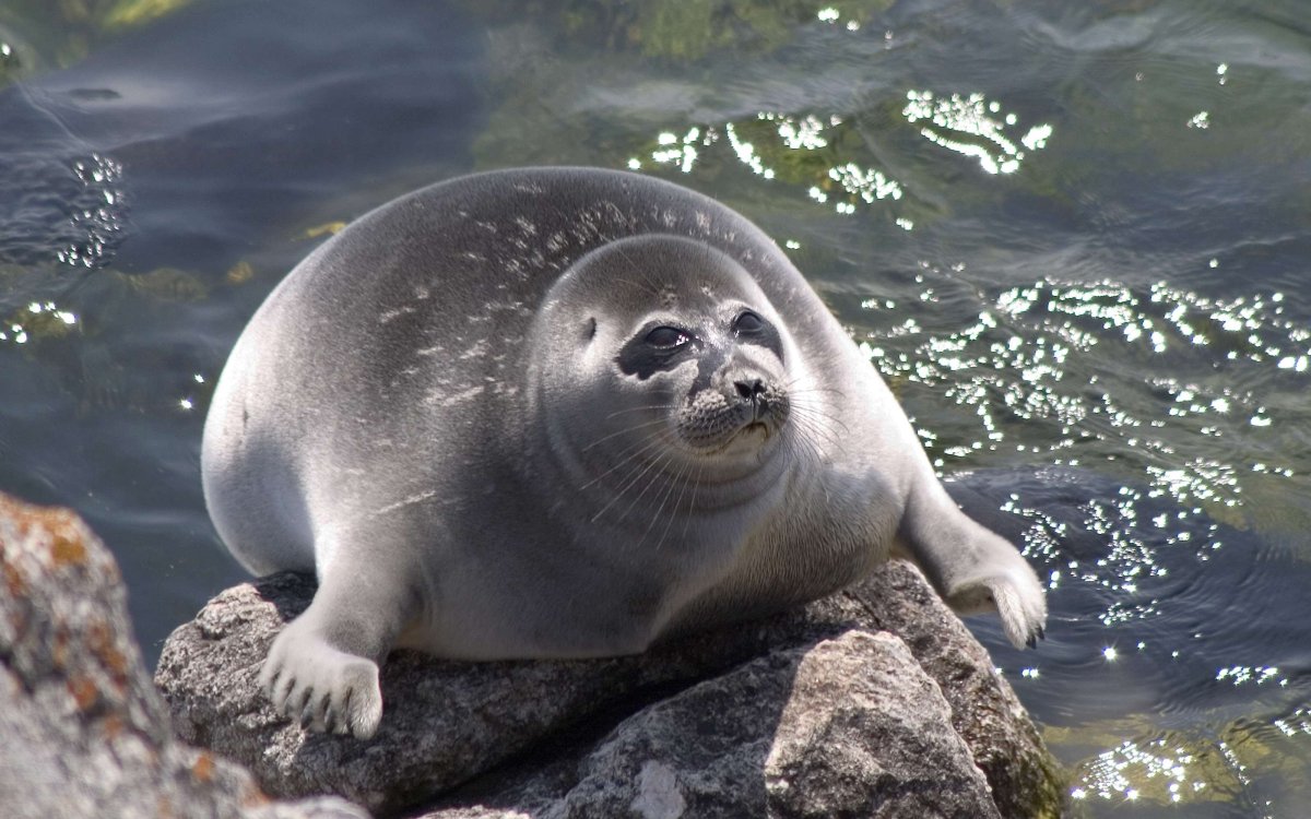 Морские млекопитающие сивучи