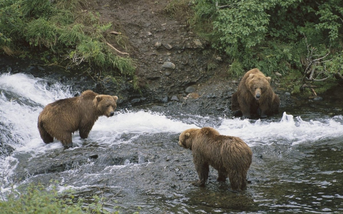 Ладожская кольчатая Нерпа