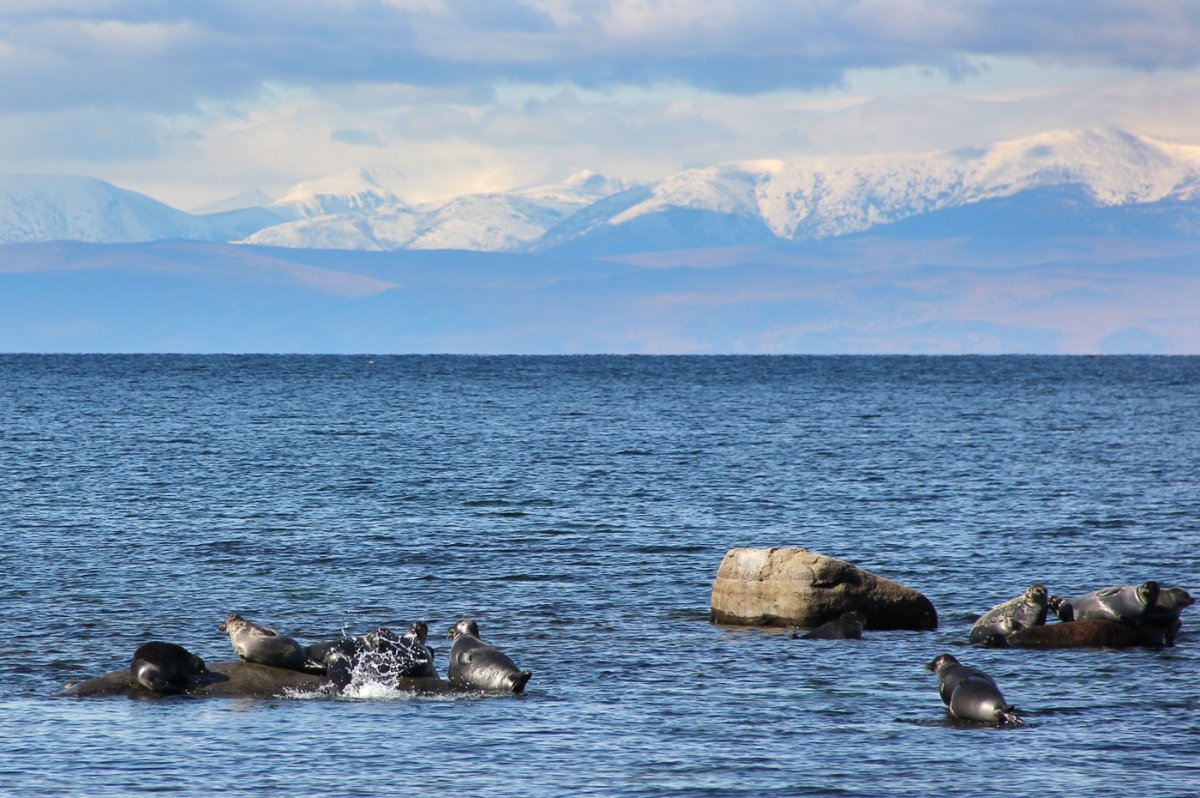 Подводный мир озера Байкал