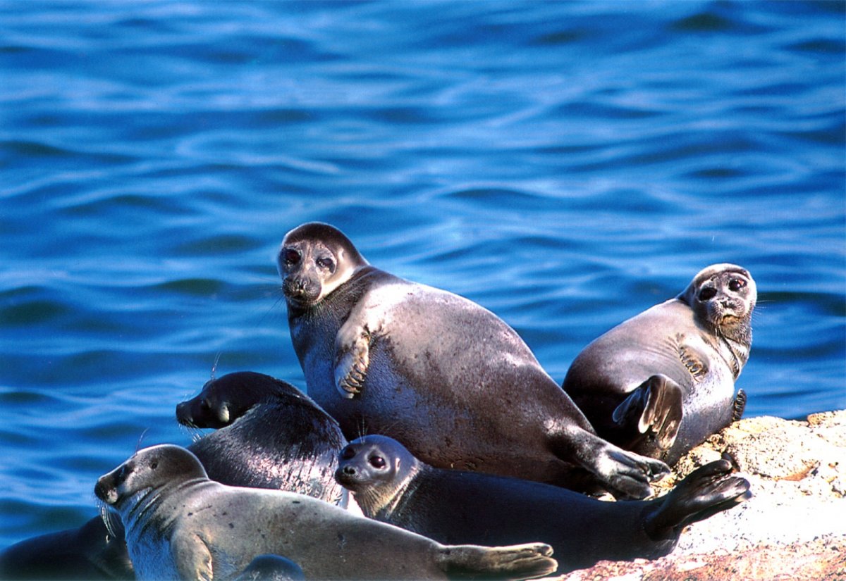 Байкальская Нерпа детеныш
