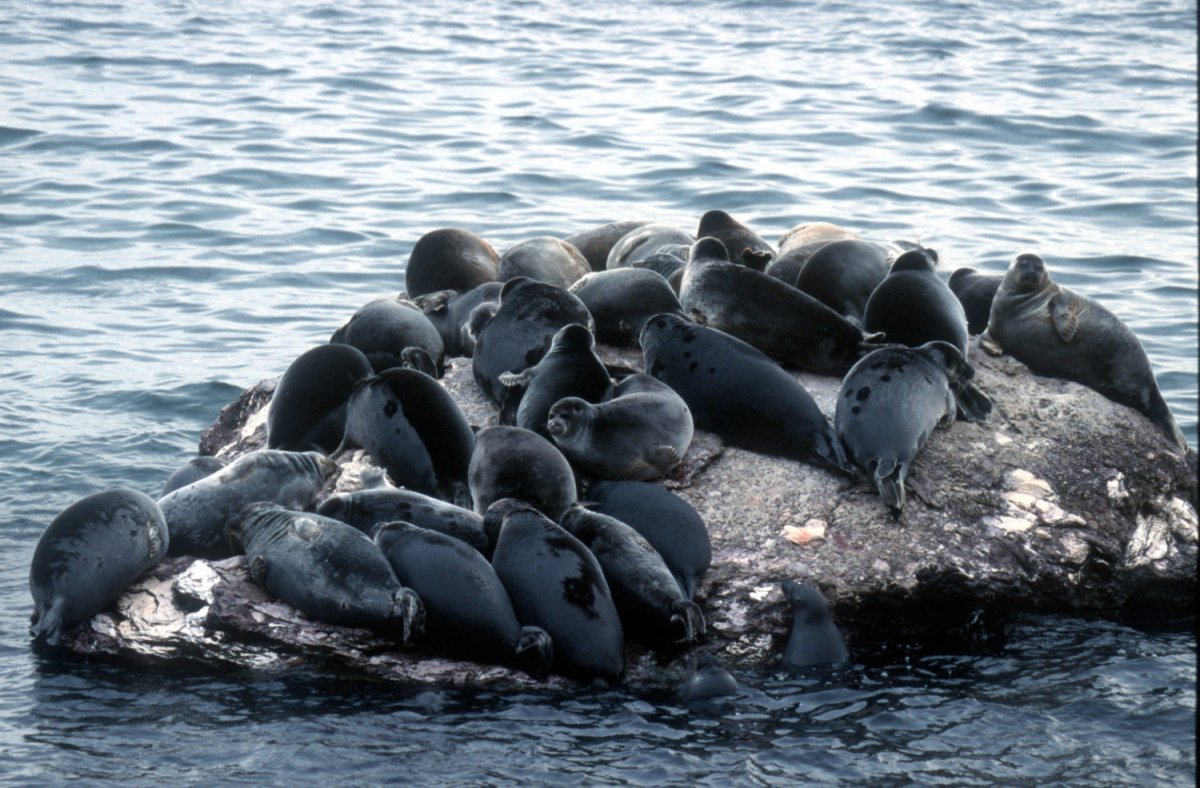 Обитатели Баренцева моря