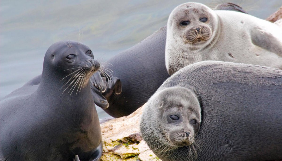 Нерпичье озеро Камчатский край