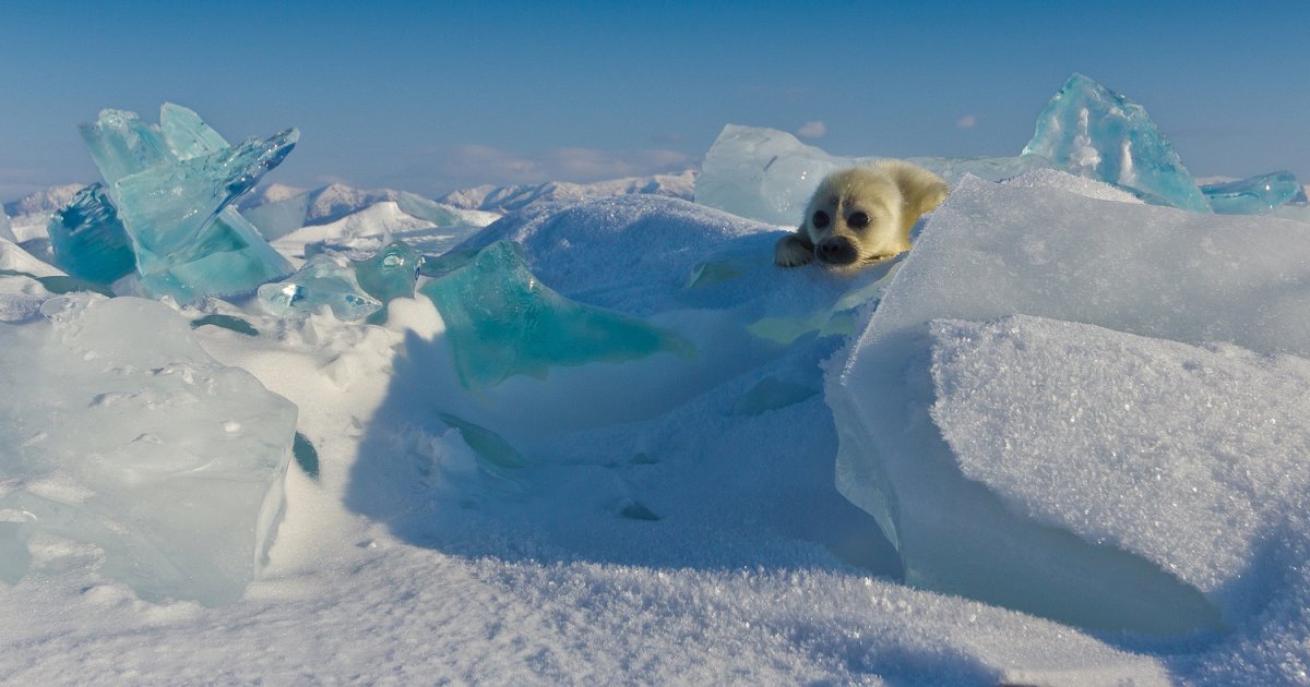 Чайки на берегу моря