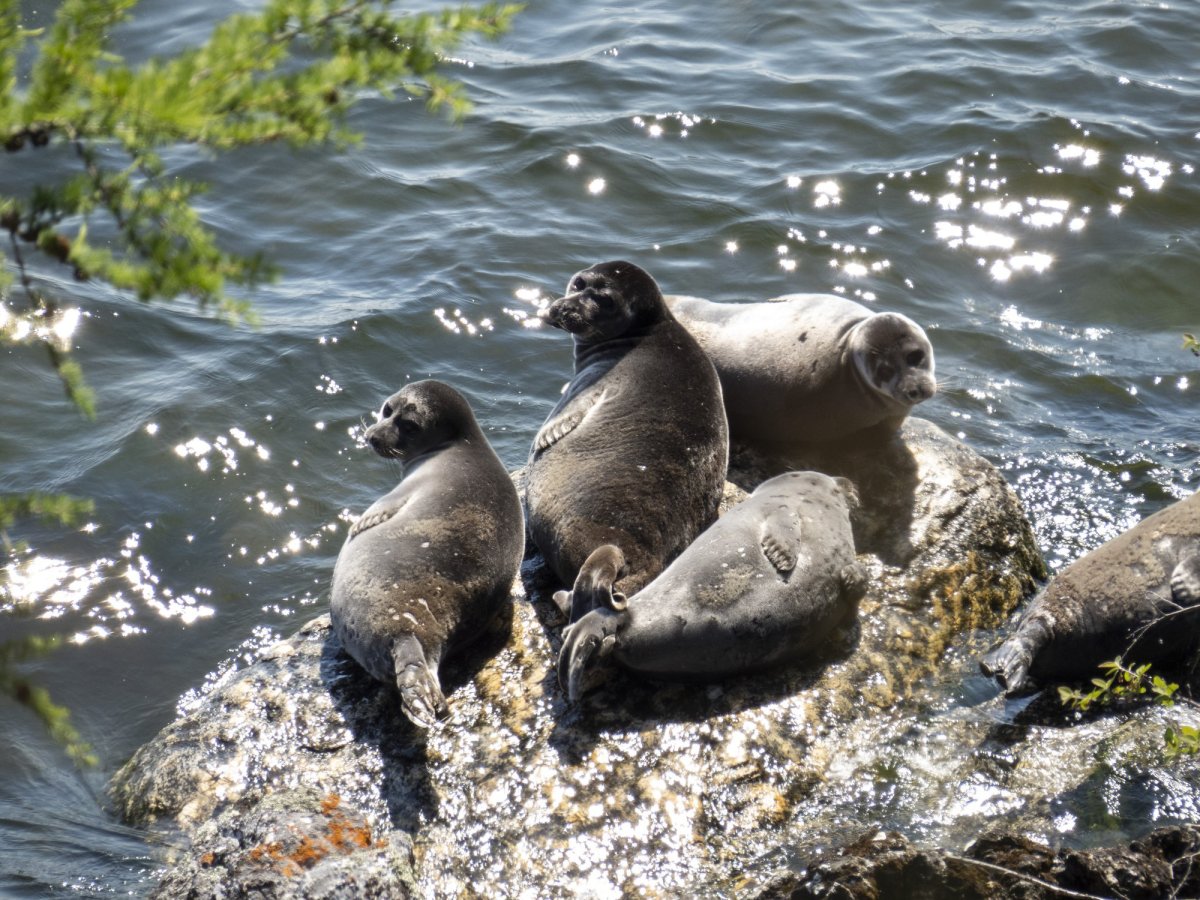Байкало-Ленский заповедник медведь